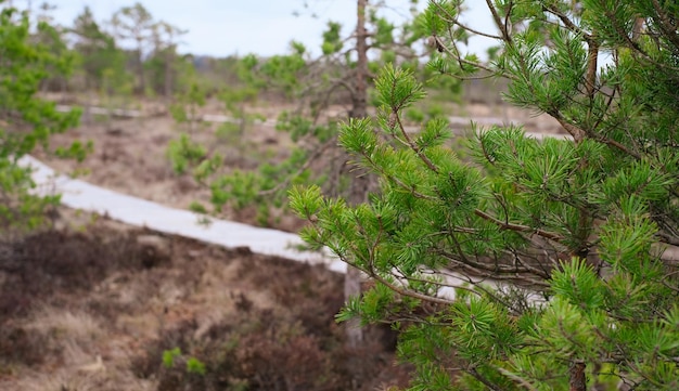 Un chemin en bois dans le parc national de soomaa en estonie parmi la forêt et les marais par temps clair