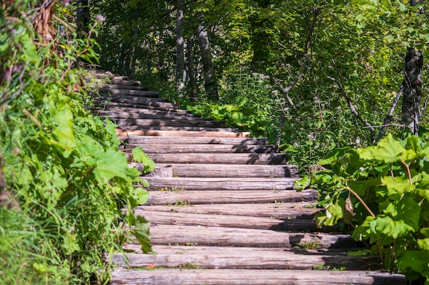 Chemin en bois avec mains courantes le long des lacs de Plitvice et forêt de montagne dans le parc national Croatie Europe