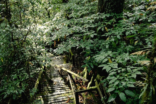 Un chemin en bois mène à travers la jungle à la jungle.