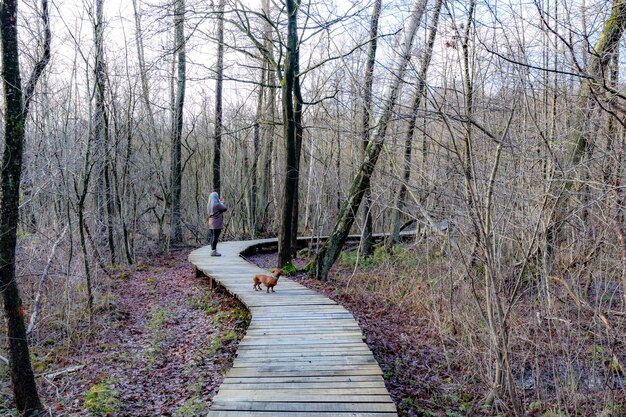 Chemin en bois sinueux sur un terrain boueux entre des arbres nus femme adulte senior avec son teckel brun debout en arrière-plan Thor Park Parc National Hoge Kempen jour nuageux à Genk Belgique