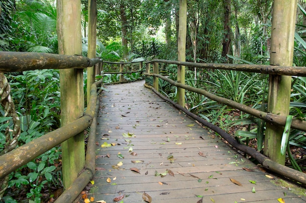 Chemin en bois à travers la forêt tropicale au Brésil