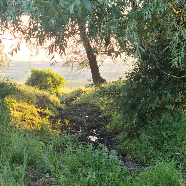 Un chemin boueux dans l'herbe avec un arbre au premier plan.