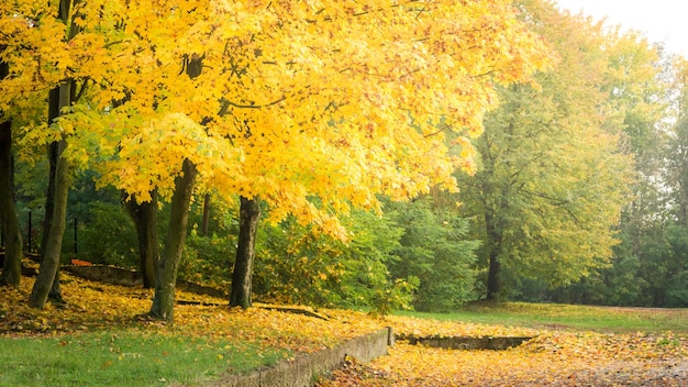 Chemin coloré dans la forêt en Pologne