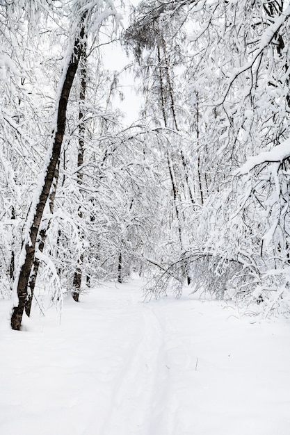 Chemin couvert de neige dans un parc urbain en hiver