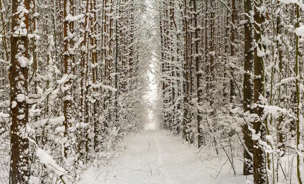 Chemin couvert de neige d'hiver à travers la forêt après une chute de neige