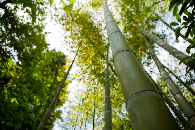 Chemin dans une bambouseraie en été