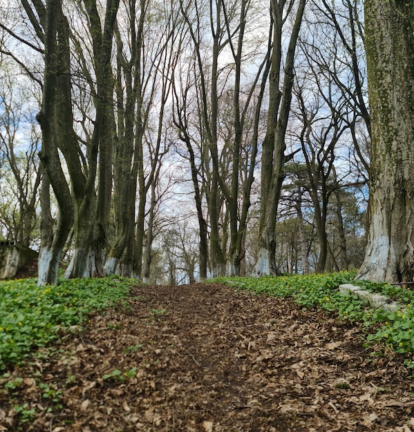 Un chemin dans les bois avec quelques feuilles dessus