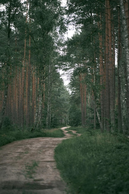 Chemin dans les bois Route de campagne à travers la forêt