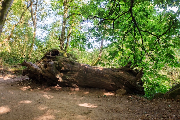 Chemin dans les bois