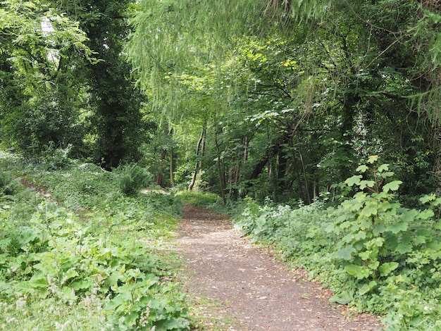 Chemin dans les bois