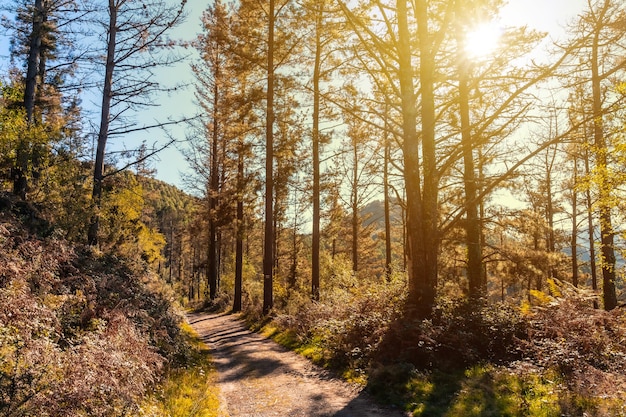 Chemin dans un coucher de soleil d'automne sur une route à travers une belle forêt, apprenant à connaître la nature, le mont Urdaburu, Errenteria. Guipúzcoa