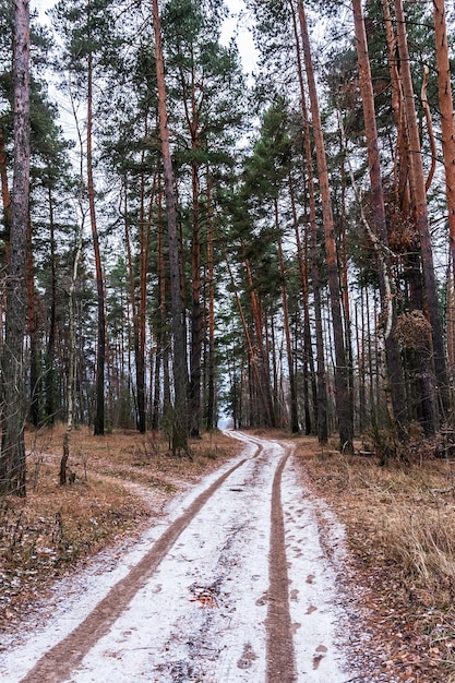 Chemin dans la forêt au début de l'hiver La première neige sur la route dans la forêt gelée