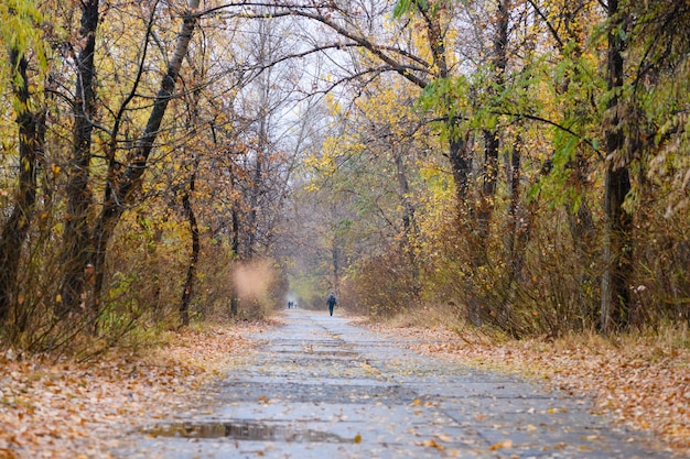 Chemin dans la forêt d'automne Jour brumeux