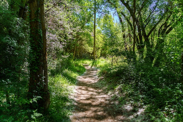 Chemin dans la forêt entre arbres et plantes vertes, la lumière du soleil passe à travers les branches. Duraton, Sepulveda, Ségovie.