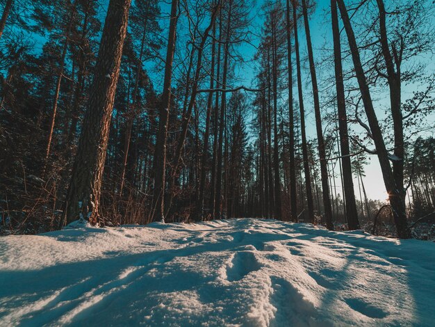 Chemin dans la forêt d'hiver vue du sol bas