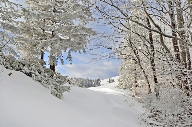 Photo chemin dans la forêt d'hiver