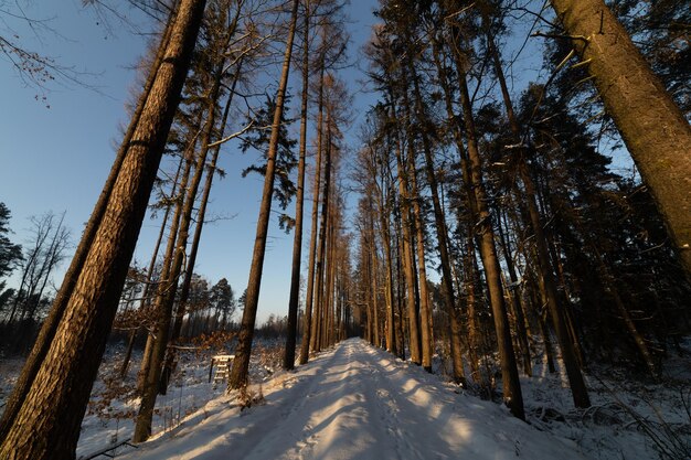 chemin dans la forêt d'hiver