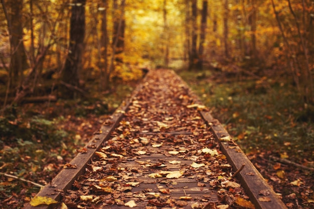 Chemin dans la forêt lumineuse Feuilles tombantes d'automne