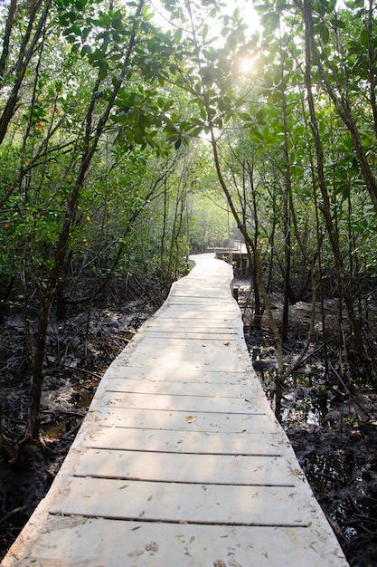 Chemin dans la forêt de Mangrove en Thaïlande
