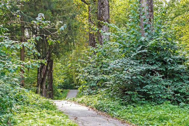 Chemin dans la forêt ou le parc. Allée d'arbres