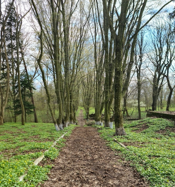 Un chemin dans une forêt avec quelques feuilles dessus