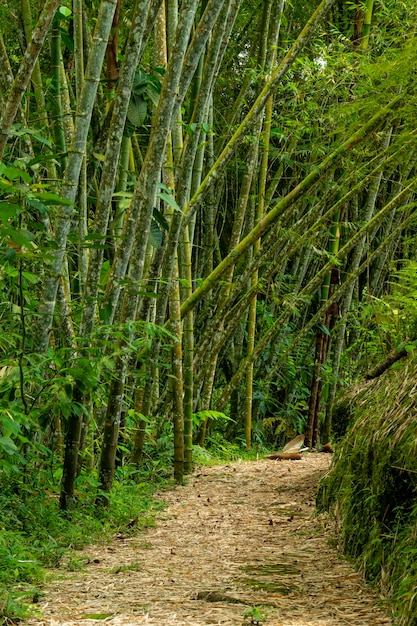 Chemin dans une forêt tropicale en bambou Colombie Amérique du Sud photo stock