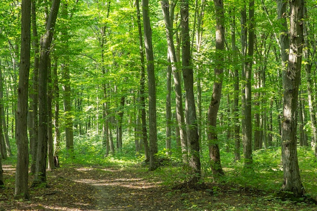 Chemin dans la forêt verte d'été