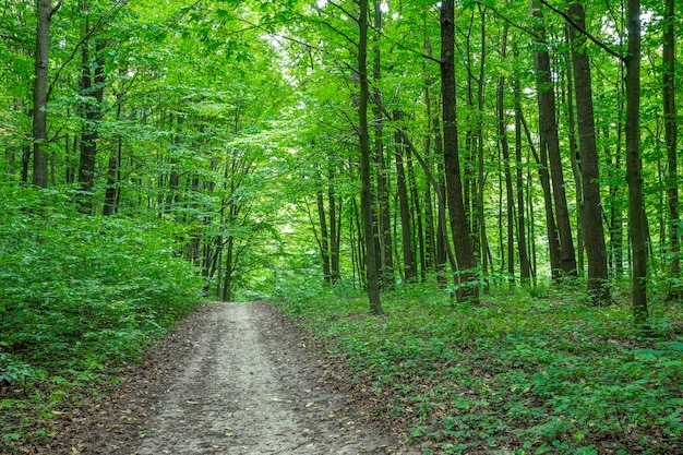 Chemin dans la forêt verte d'été