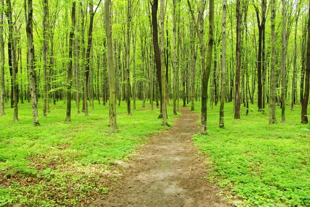 Chemin dans la forêt verte d'été