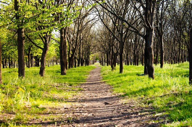 Photo chemin dans la forêt verte. ruelle dans le parc, parc