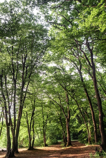 Photo chemin dans la forêt