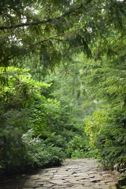 Un chemin dans la forêt