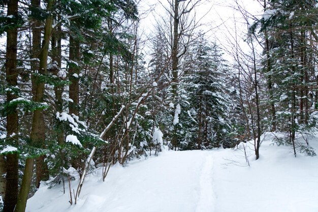 chemin dans la forêt