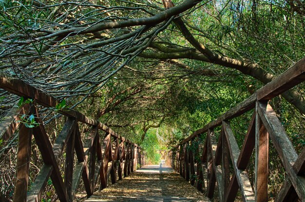 chemin dans la forêt