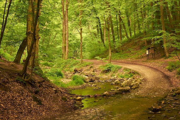 Chemin dans la forêt