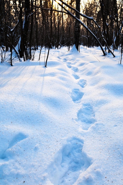 Chemin dans la neige