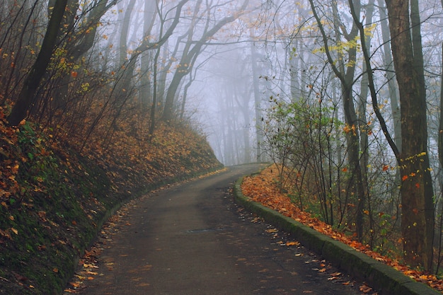 Le chemin dans le parc d'automne brumeux