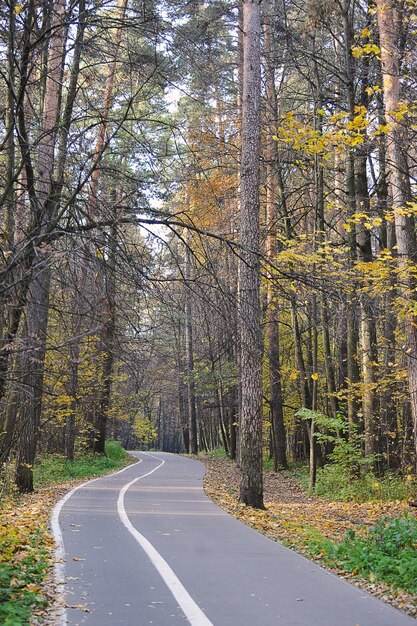 Le chemin dans le parc d'automne - paysage d'automne