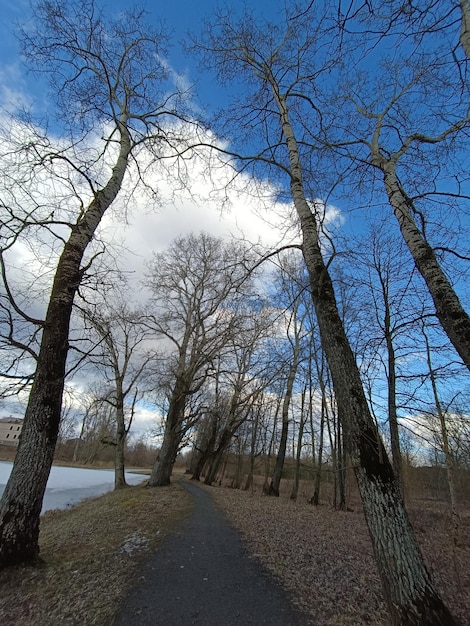 Un chemin dans un parc avec un ciel bleu et des arbres