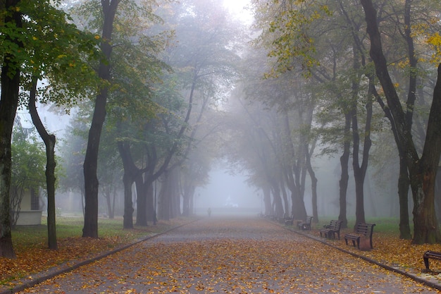 Le chemin dans le parc dans le brouillard