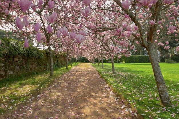 Chemin dans le parc entouré de magnolias Chienese en fleurs