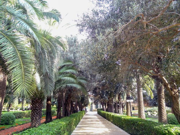 Chemin dans le parc avec des fleurs et des palmiers sur une journée d'été ensoleillée