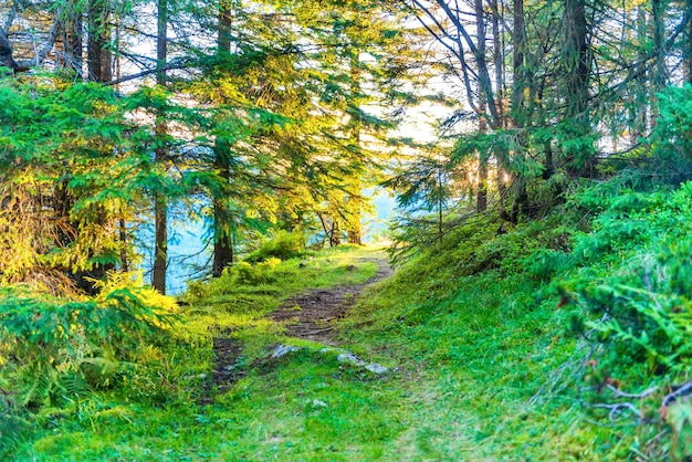 Chemin dans la pinède verte