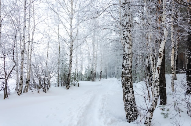 Un chemin enneigé dans les bois avec des arbres couverts de neige