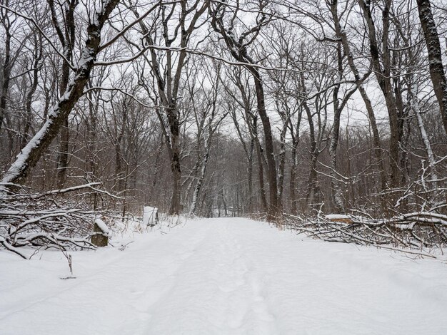 chemin enneigé dans la forêt d'hiver