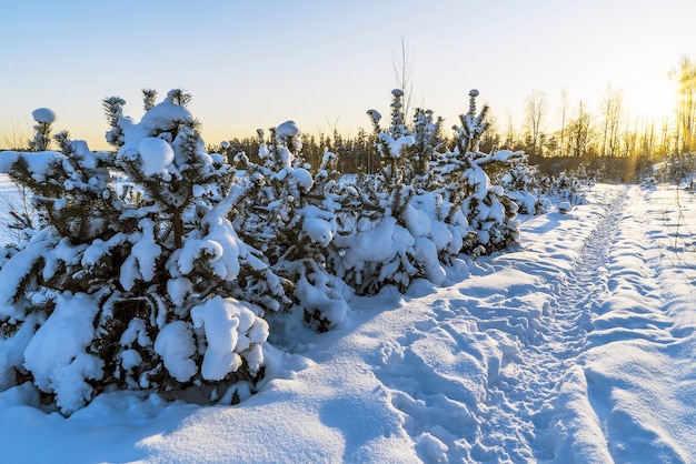 Un chemin enneigé le long des pins enneigés lors d'une journée ensoleillée.région de Leningrad.