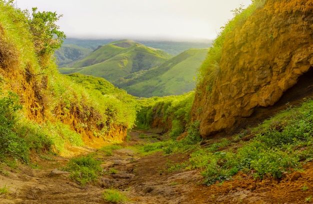 Un chemin entouré de végétation avec une colline en arrière-plan Un chemin qui mène à une colline