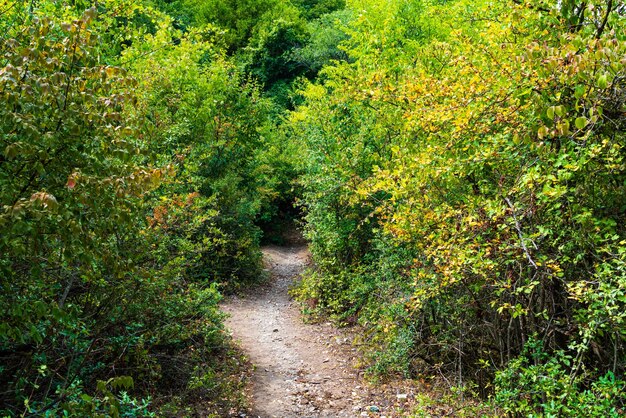 Chemin entre les arbres dans la forêt