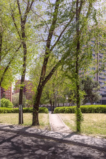Un chemin entre les arbres dans un parc urbain avec peu d'herbe