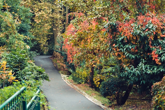 Chemin entre les arbres dans le parc de la ville en automne
